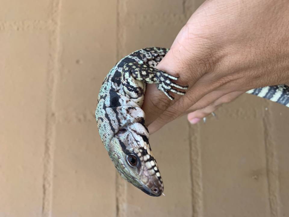 blue tegu size