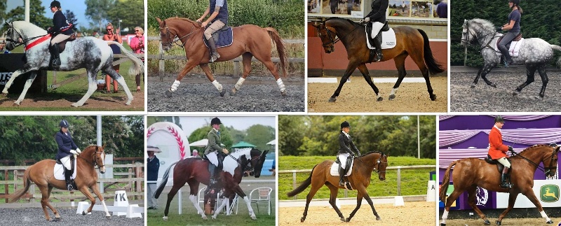 bombproof horses for sale