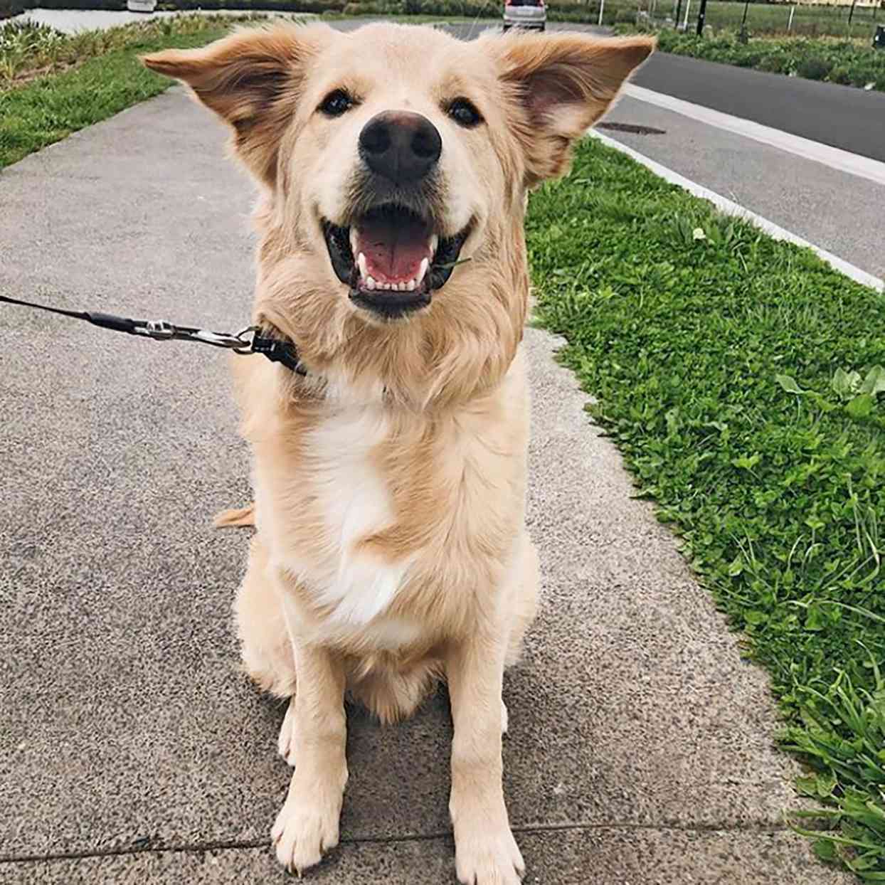 border collie golden retriever mix