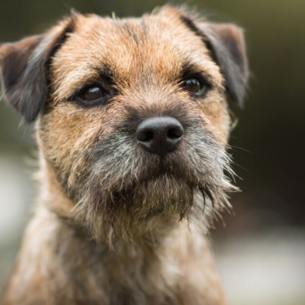 border terrier yorkie mix