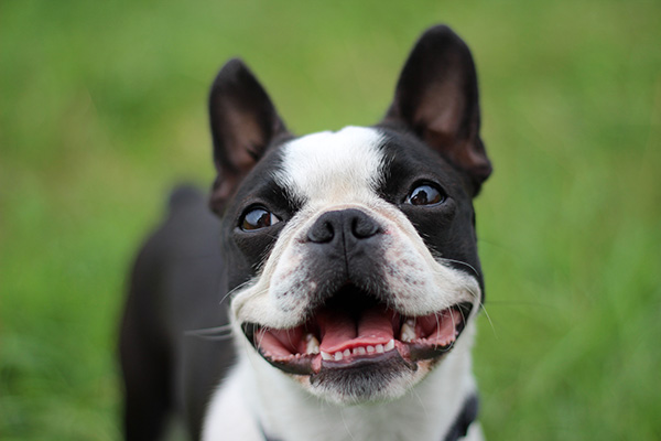 boston terrier dog pics