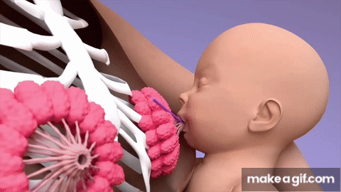 breastfeeding gifs
