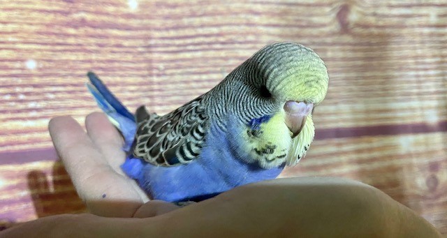 budgie breeder near me