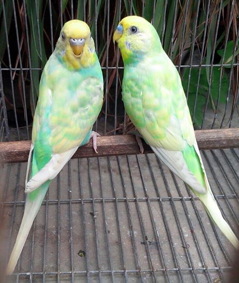 budgies for sale near me