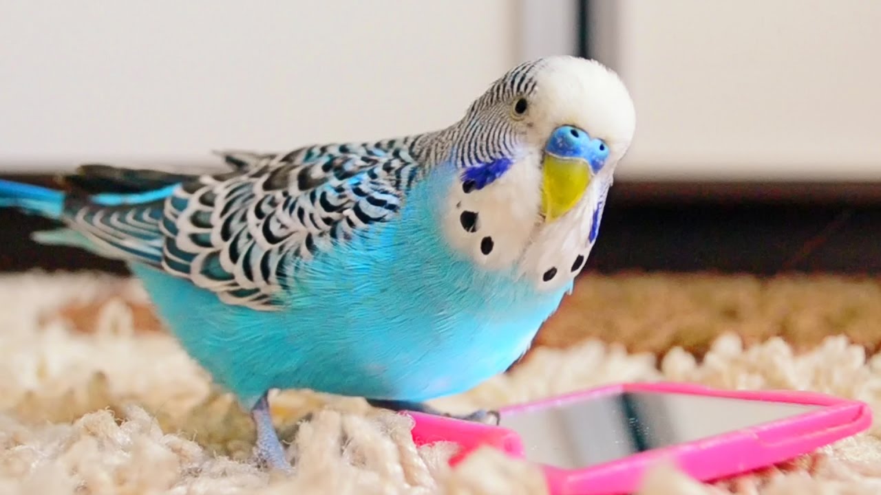 budgies singing