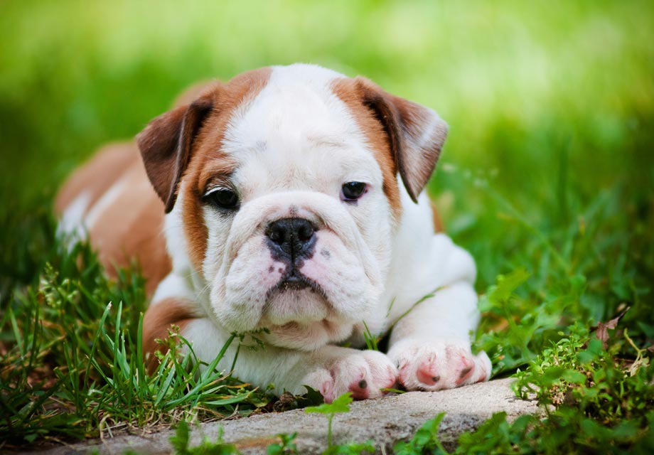 bulldog breeds for sale