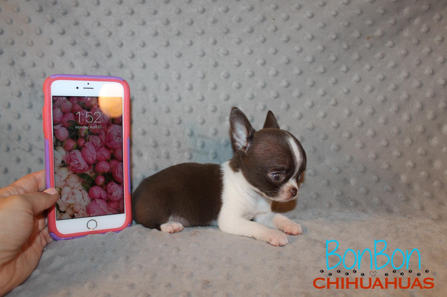 buy teacup chihuahua