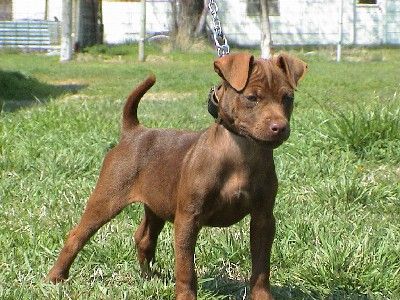 patterdale terrier brown