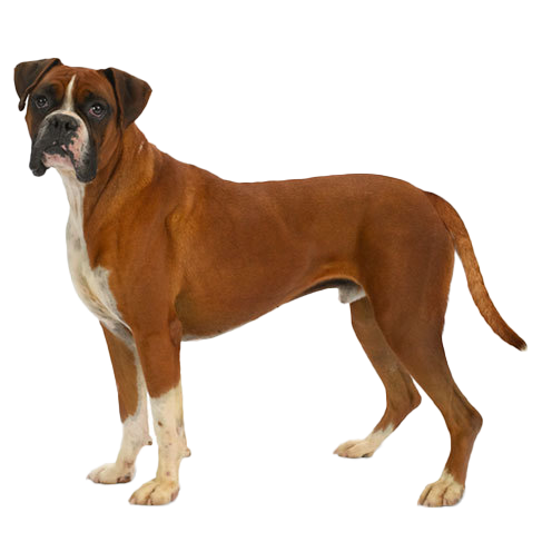 when does a boxer dog stop growing