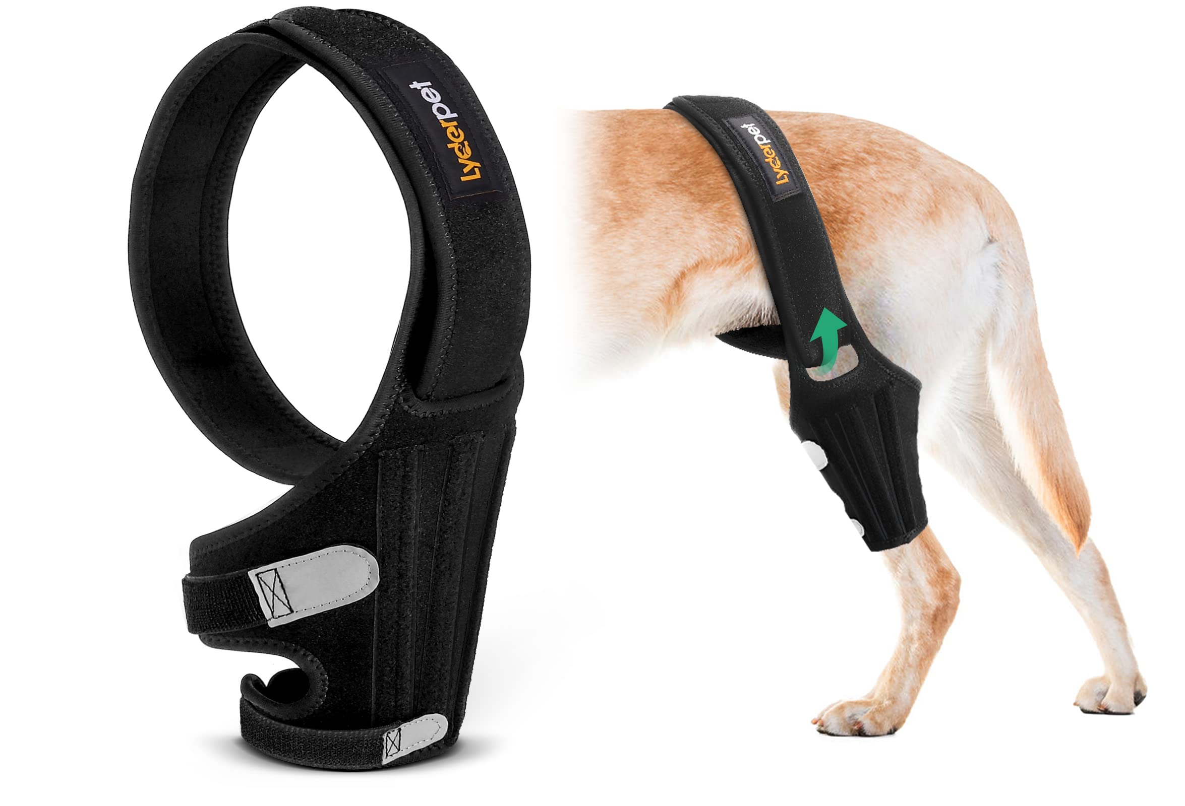 canine leg braces