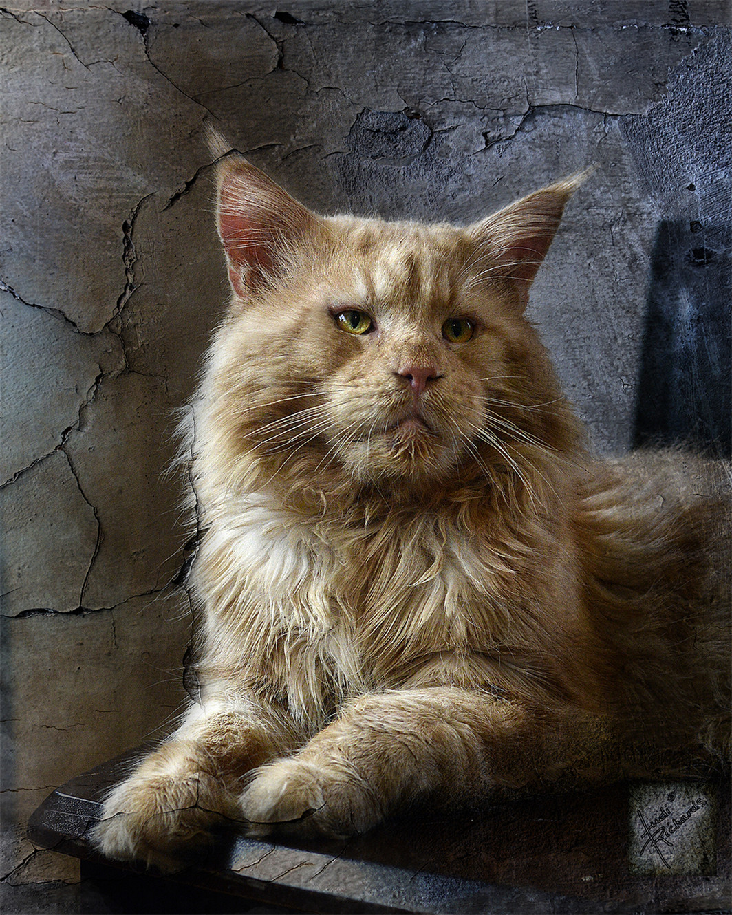 maine coon for sale bc