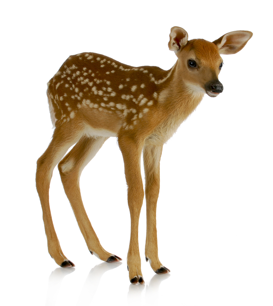 fawn dictionary