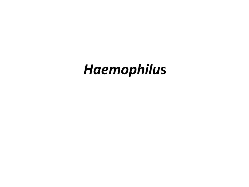 haemophilus influenzae pronunciation