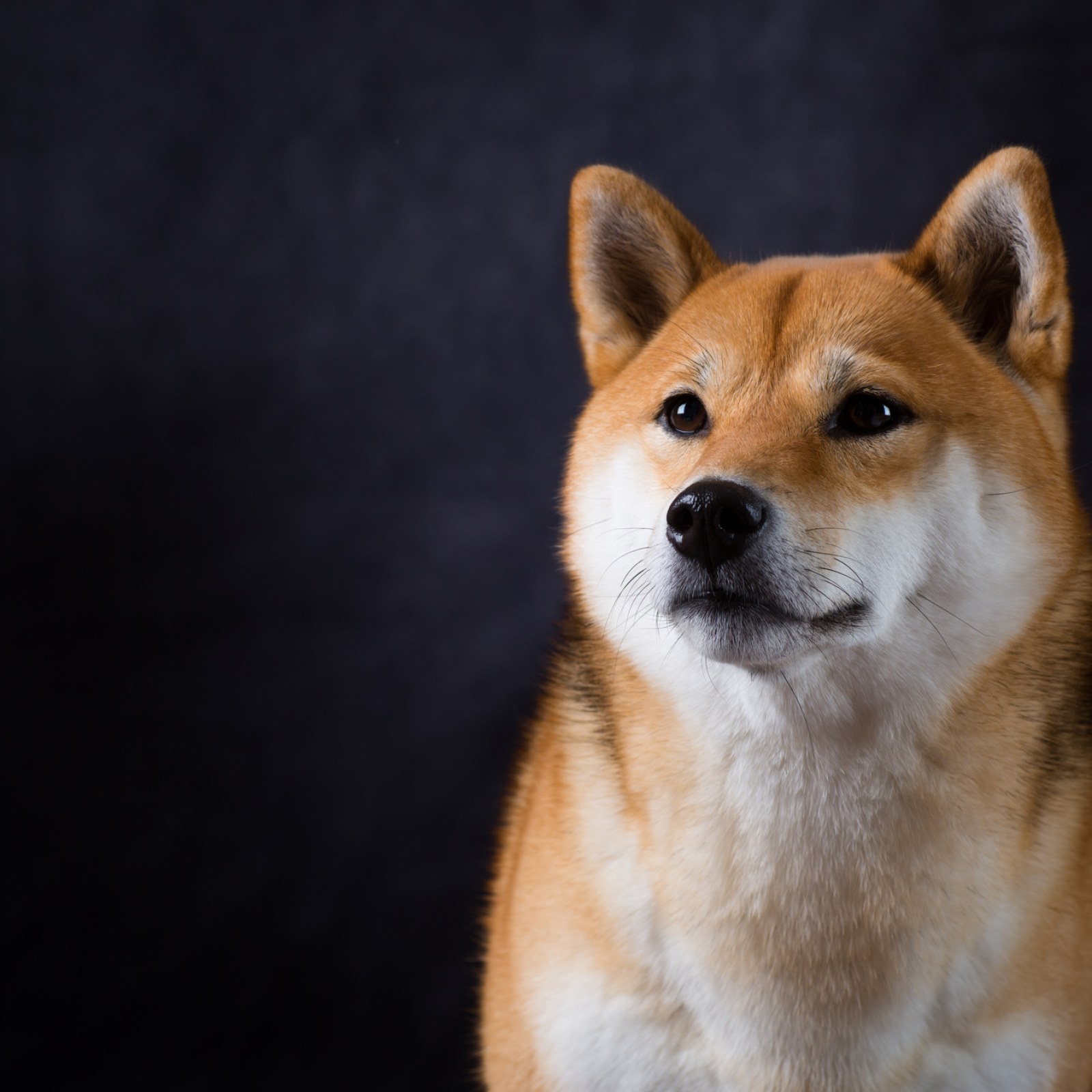 shiba inu worst dog ever