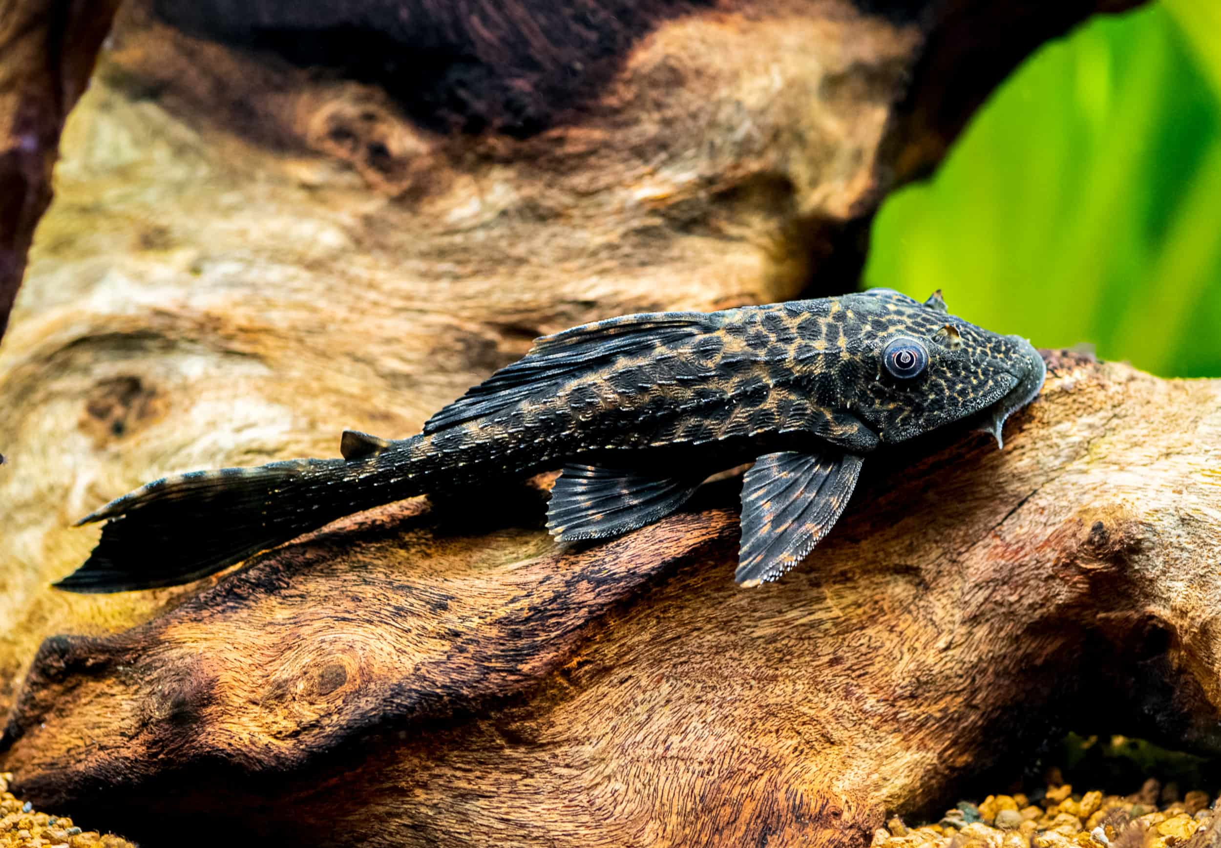 lifespan of pleco