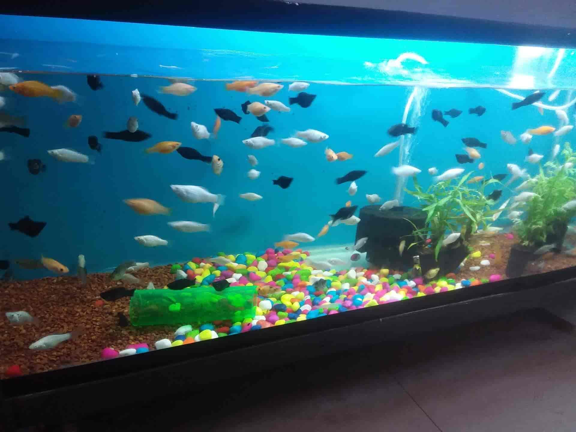 fish aquarium price in bangalore