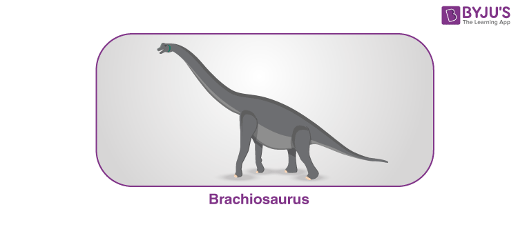 brachiosaurus and brontosaurus