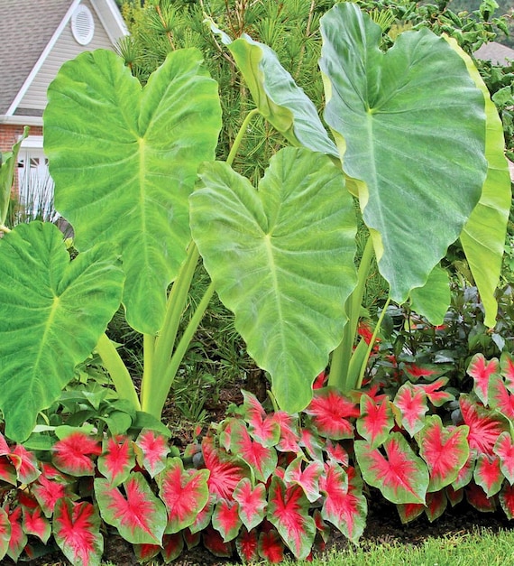 elephant ear bulbs canada