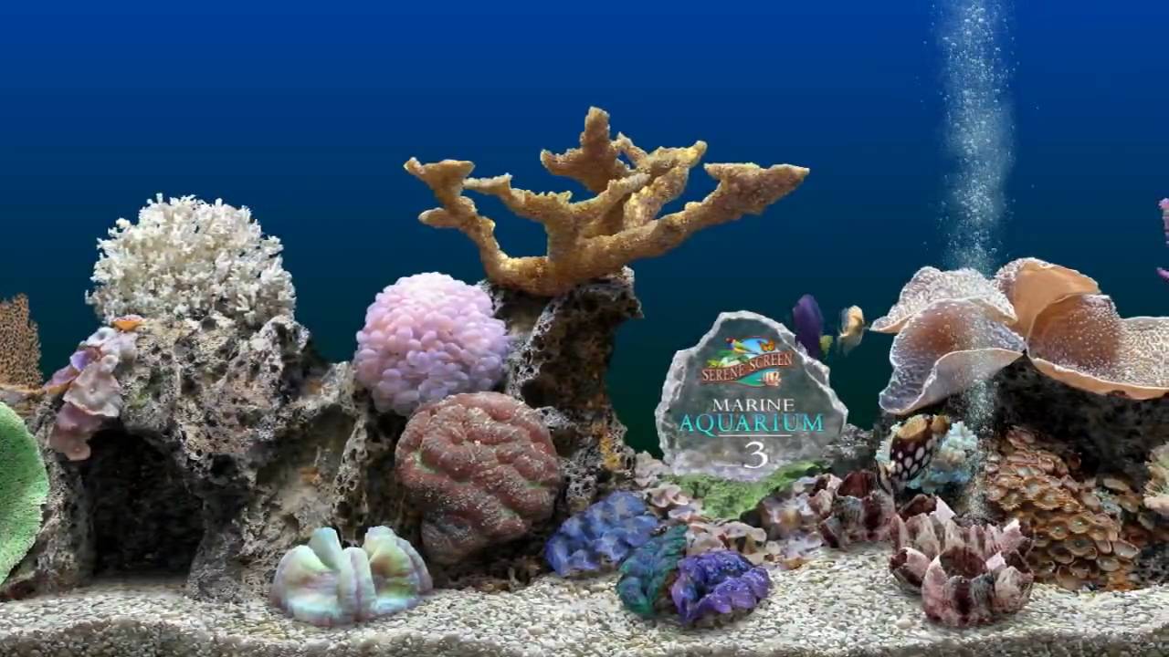 serene screensaver aquarium free