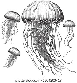 jellyfish vector