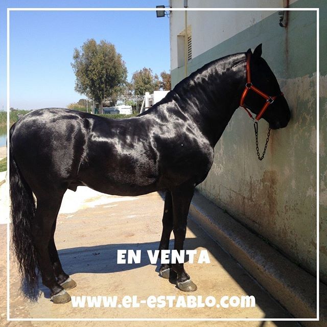 caballo negro en venta