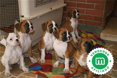 cachorros boxer en venta