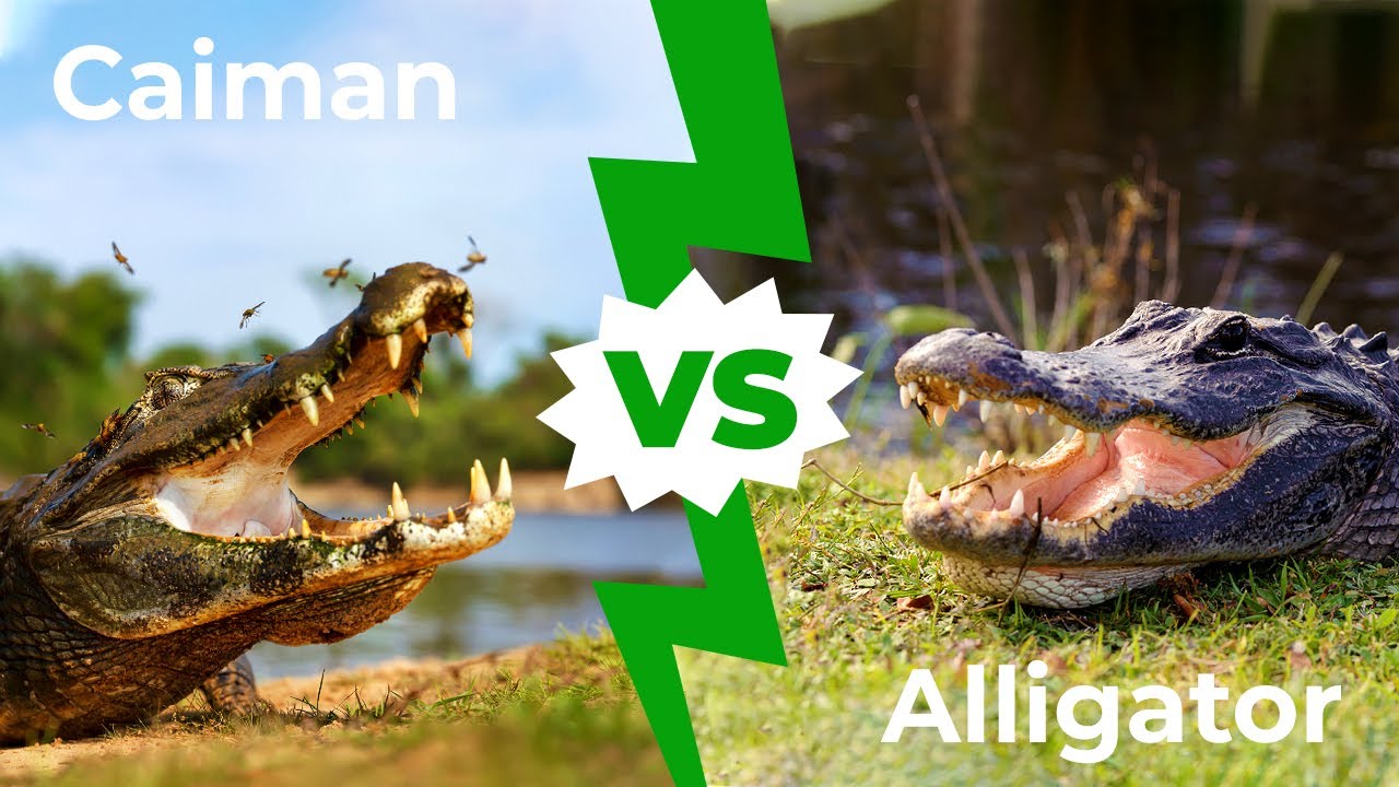 caiman vs crocodile vs alligator