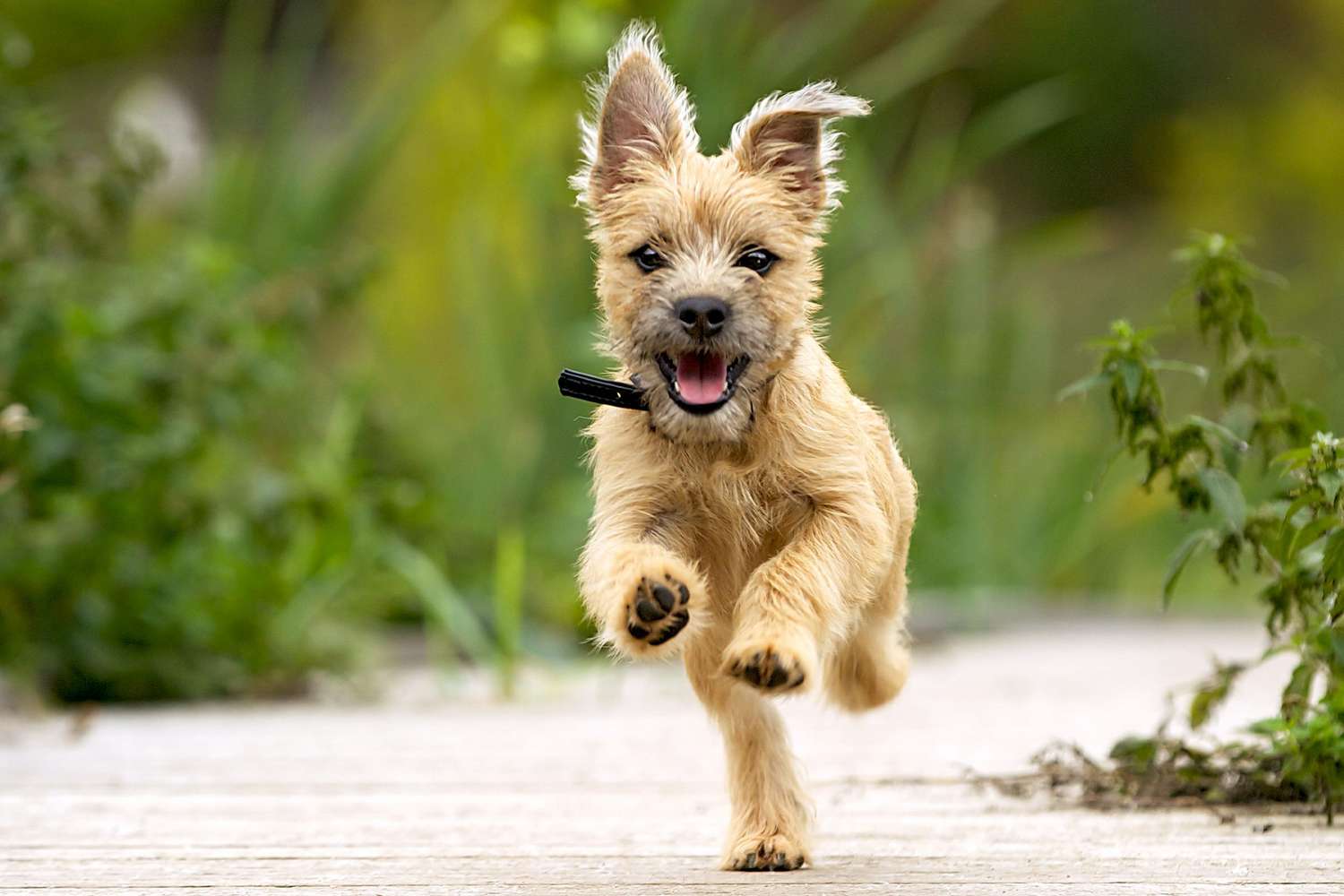 cairn terrier puppies