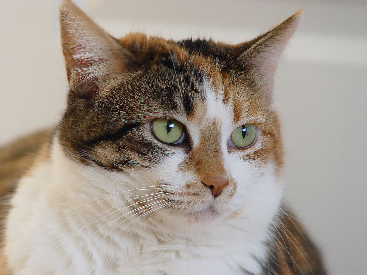 calico tabby cat mix