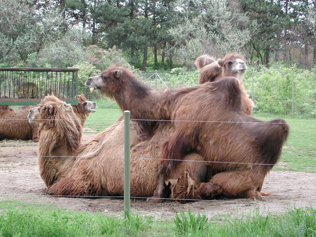 camel porn