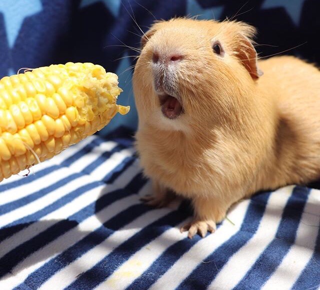 can guinea pigs have corn on the cob