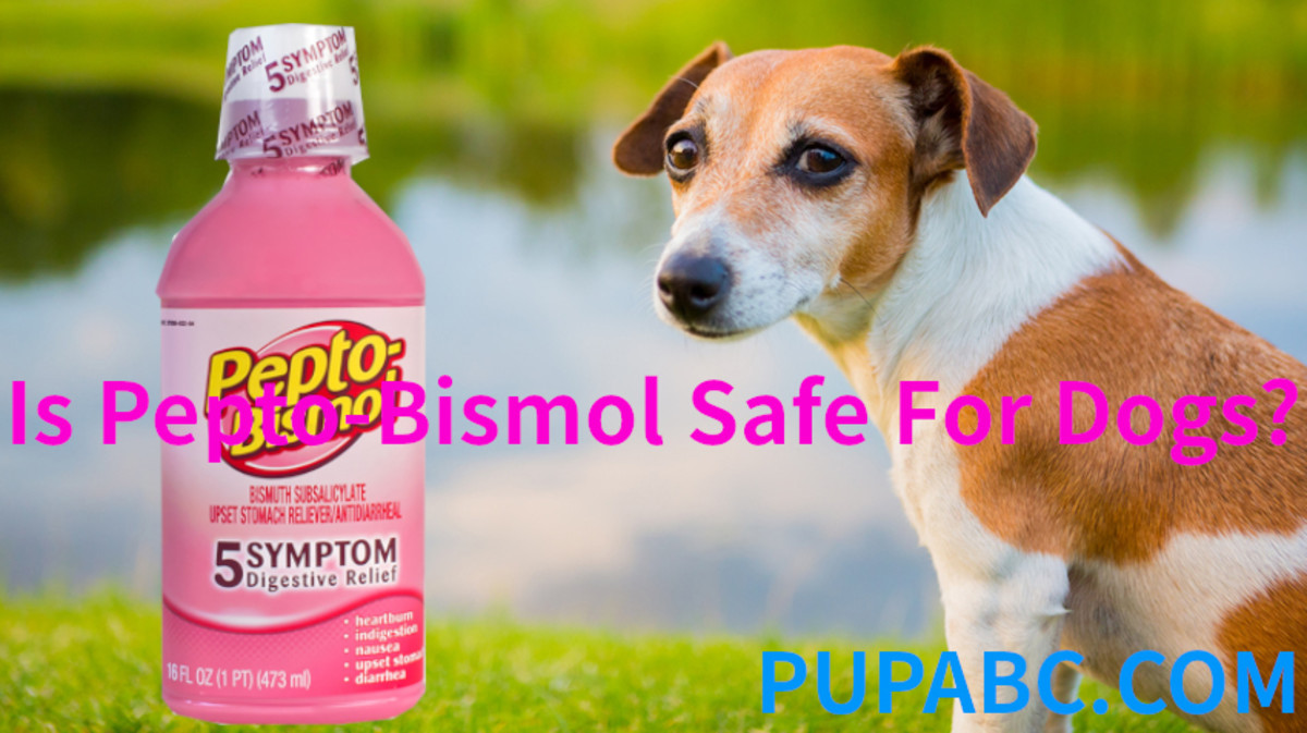 can i give my dog pepto bismol for upset stomach