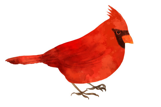 cardinal clip art