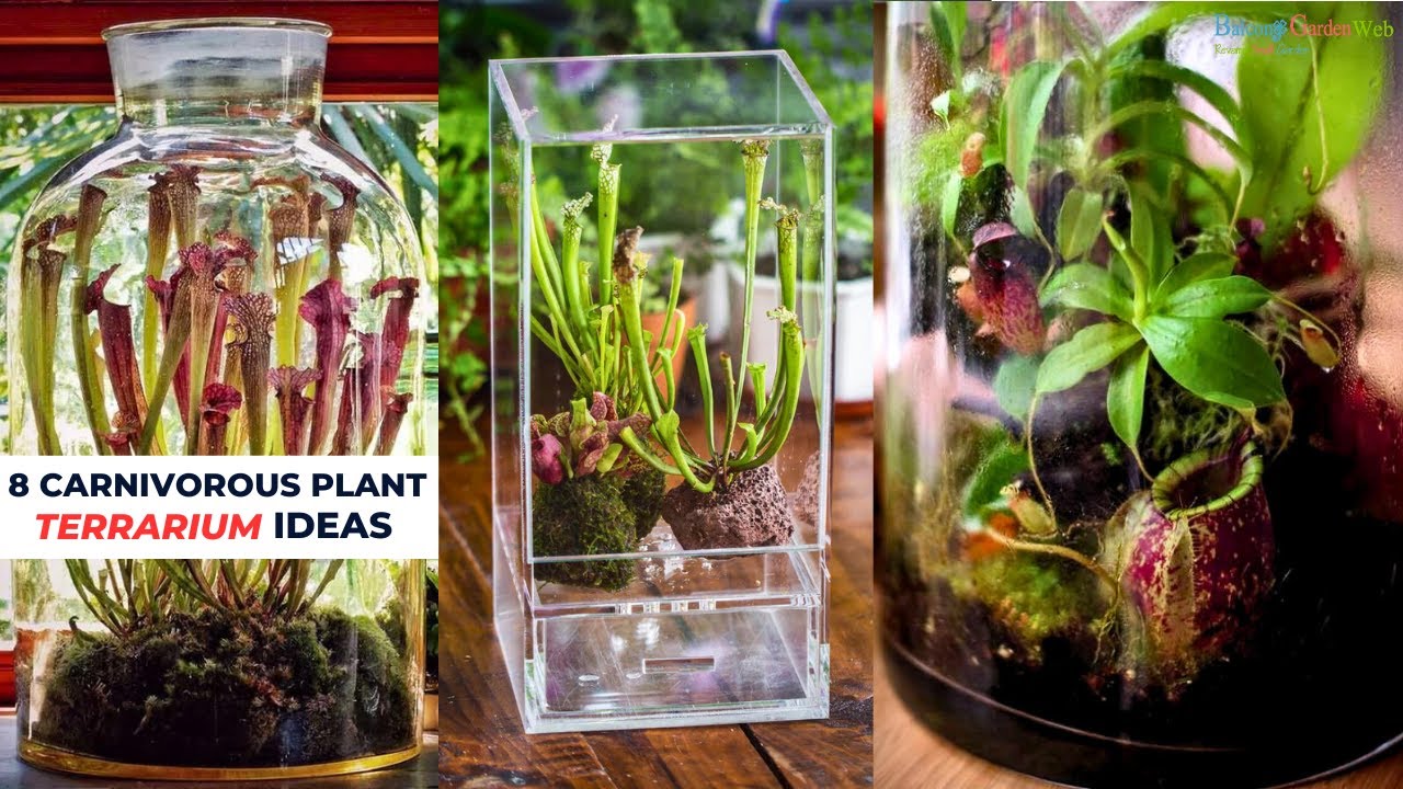 carnivorous plant terrarium