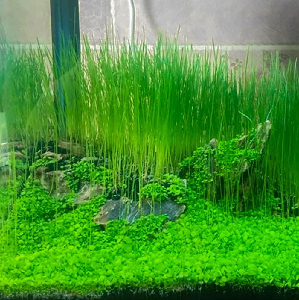 carpet grass aquarium