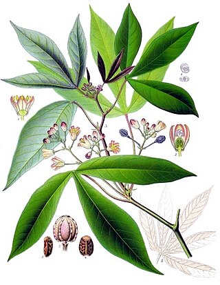 cassava meaning in tamil