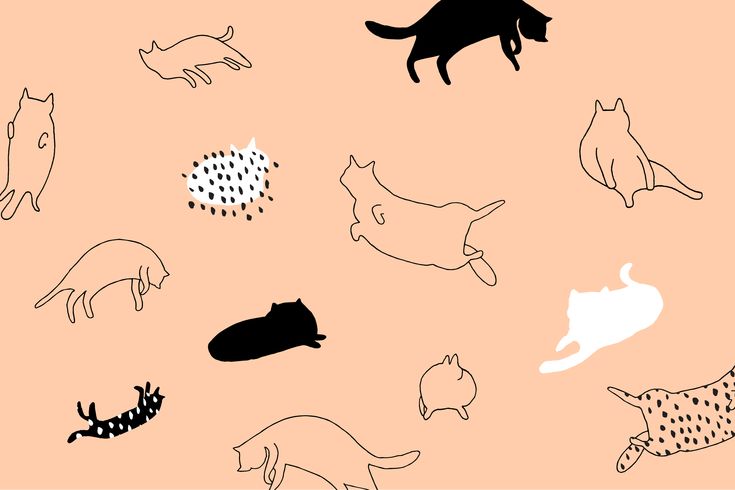 cat desktop wallpaper