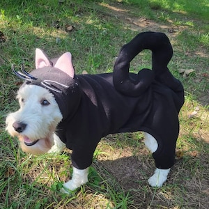 cat in dog costume