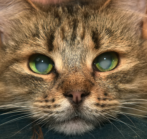 cataracts in cats