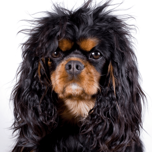 cavalier dog price