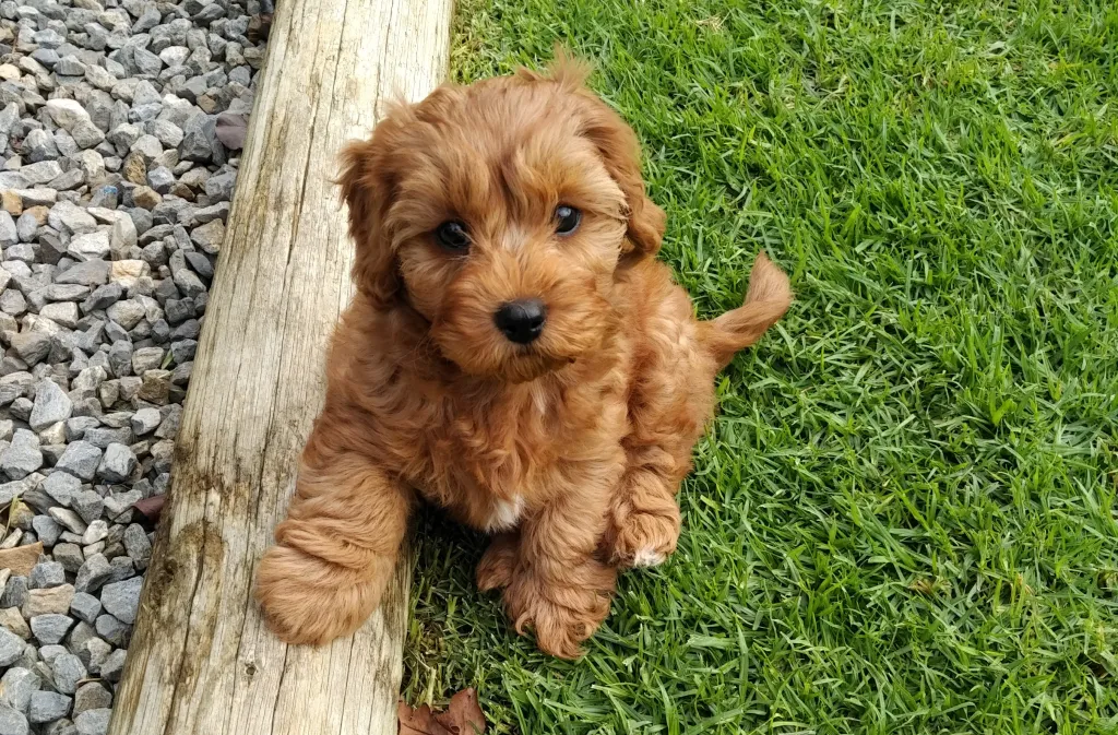 cavapoo cavapoo puppies