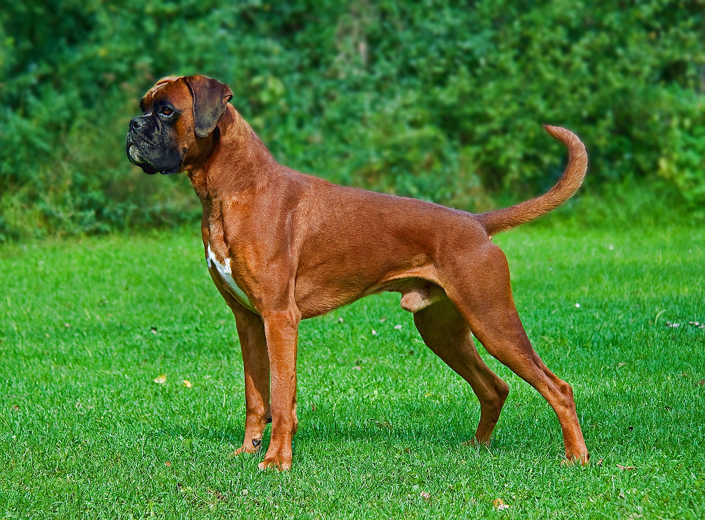 boxer dog full grown