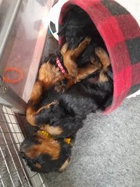 rottweiler puppies for sale leeds