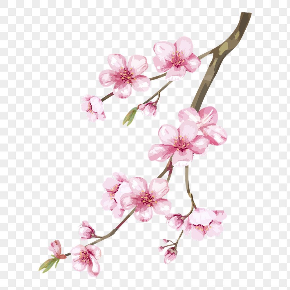 cherry blossom sticker png