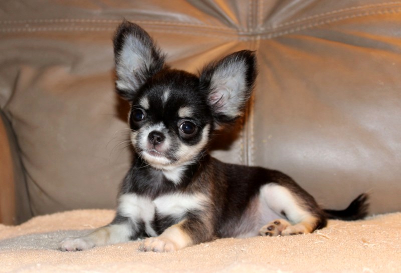 chihuahua for sale calgary