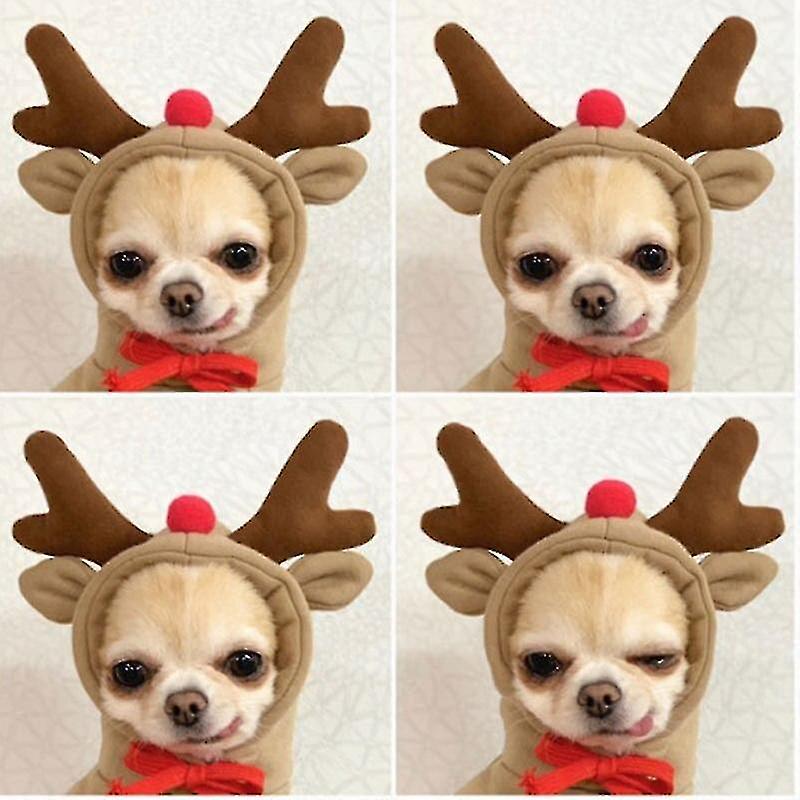 chihuahua warm clothes