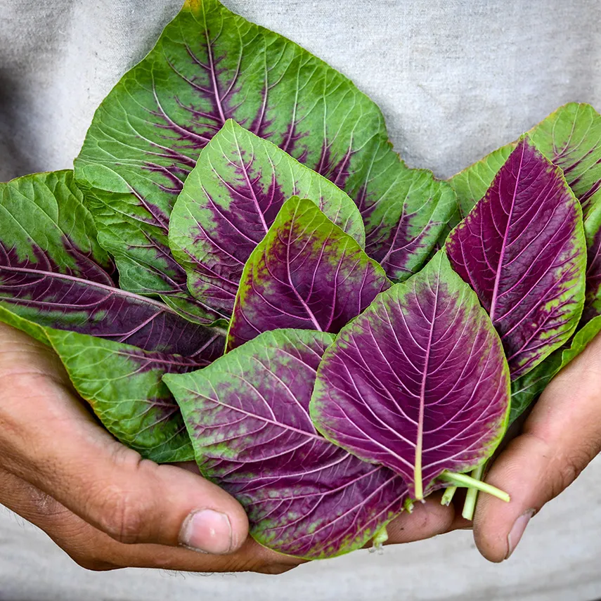 chinese multicolor spinach