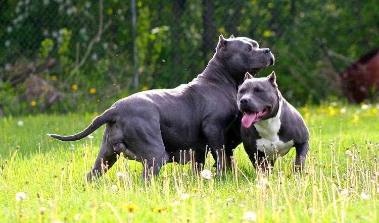 classic american bully breeders