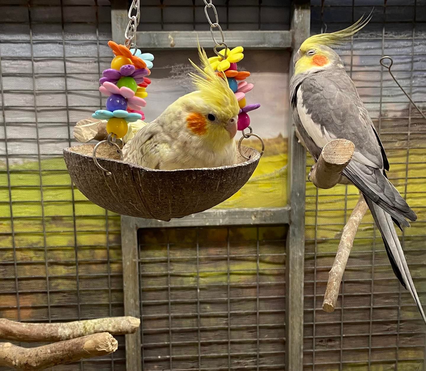 cockatiels for sale