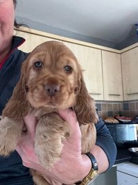 cocker spaniel puppies for sale dorset